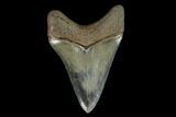 Serrated, Fossil Megalodon Tooth - Glossy Enamel #129434-1